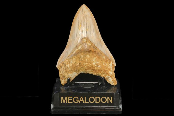 Serrated, Fossil Megalodon Tooth - West Java, Indonesia #145249